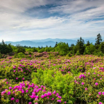RHODODENDRON GARDENS TO BE CLOSED THIS YEAR