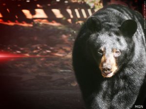 SULLIVAN COUNTY BEAR CUB RESCUE