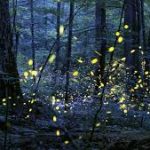 LOTTERY TO VIEW FIREFLIES AT ROCKY FORK STATE PARK OPENS MAY 5